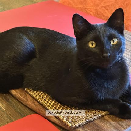 Photo 1/1 Salem Chat lost in Aussonne