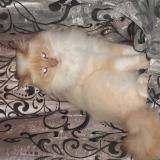 Picture of cat lost at Les Mees