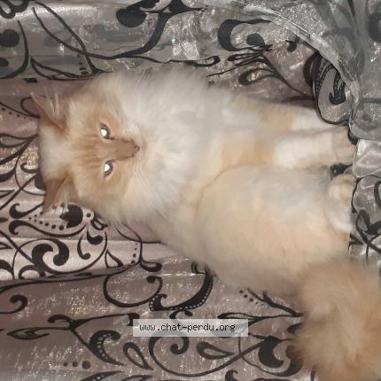 Photo 1/1 Merveille Chat lost in Les mees