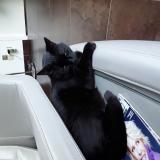 Picture of cat lost at Balaruc Les Bains