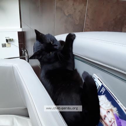 Photo 1/1 Zorro dit boubou Chat lost in Balaruc les bains