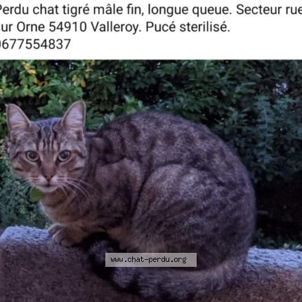 Photo 1/1 Yuki Chat lost in Valleroy