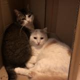 Picture of cat lost at Marguerittes