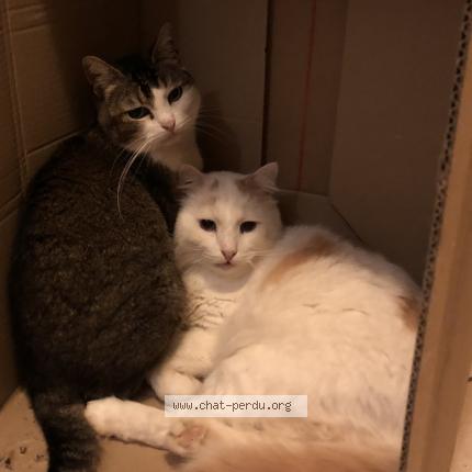 Photo 1/1 Denver Chat lost in Marguerittes