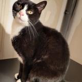 Picture of cat lost at Ermont