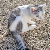 Picture of cat lost at St Gilles