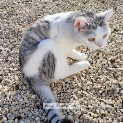 Photo 1/1 Odie Chat lost in St gilles