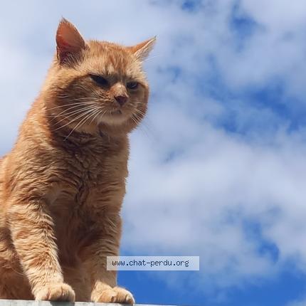 Photo 1/1 Caramel Chat lost in Mouroux