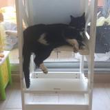 Picture of cat lost at Rodez