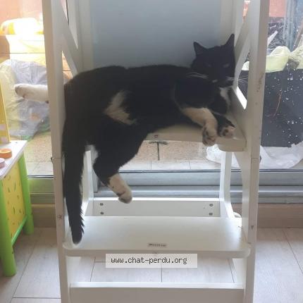 Photo 1/1 Chalumeau Chat lost in Rodez