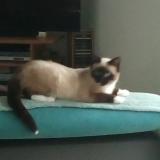 Picture of cat lost at Barbonne Fayel