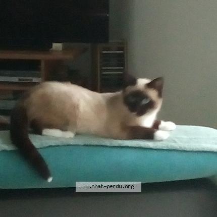 Photo 1/1 ELYPS Chat lost in Barbonne fayel