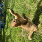 Picture of cat lost at Plouha