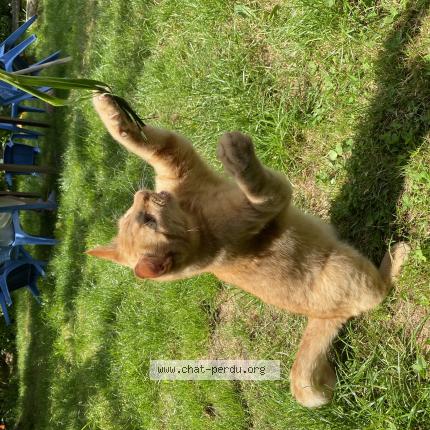 Photo 1/1 Tigrou Chat lost in Plouha