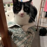 Picture of cat lost at Launaguet