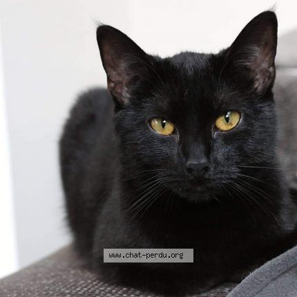 Foto van vermiste kat in Libramont Chevigny