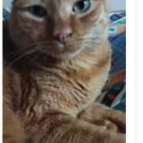 Picture of cat lost at Perpignan