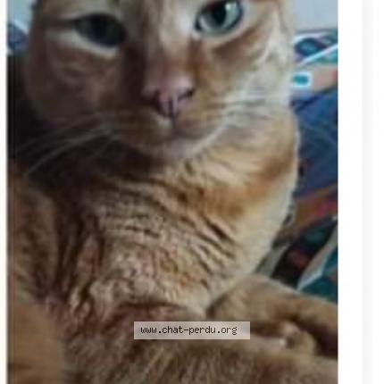 Photo 1/1 Caramel Chat lost in Perpignan