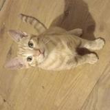 Picture of cat lost at Mussidan