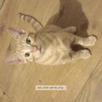 Photo 1/1 Rouquin Chat lost in Mussidan