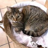 Picture of cat lost at Geneve