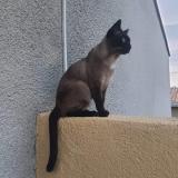 Picture of cat lost at Perpignan