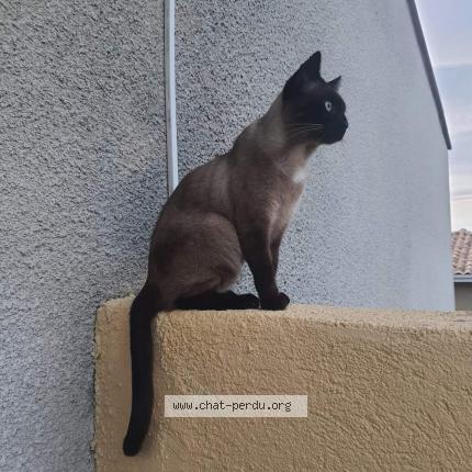 Photo 1/1 Rambo Chat lost in Perpignan