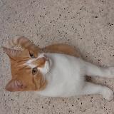 Picture of cat lost at Ales