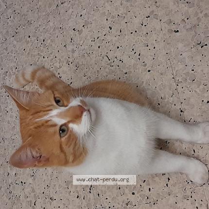 Photo 1/1 Minet Chat lost in Ales