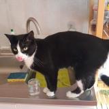 Picture of cat lost at Gap