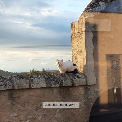 Photo 1/1 Pepito Chat lost in Frolois