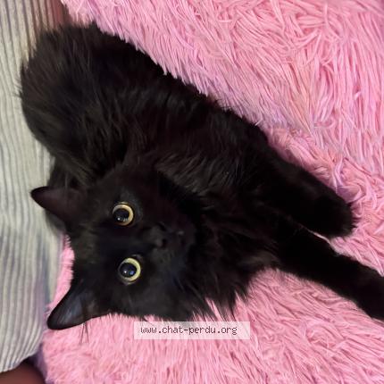 Foto einer verlorenen Katze in Geneve