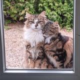 Picture of cat lost at Bethoncourt