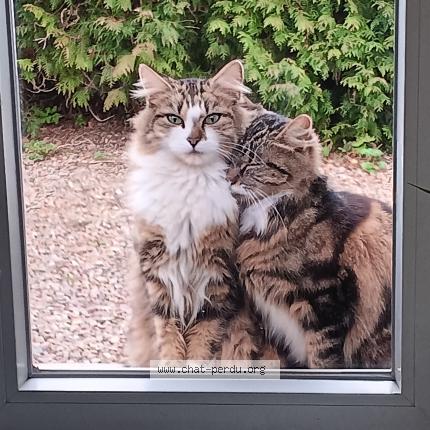 Photo 1/1 Minnie Chat lost in Bethoncourt