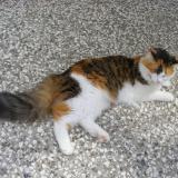 Picture of cat lost at St Michel En L Herm