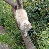 Picture of cat lost at Chorges