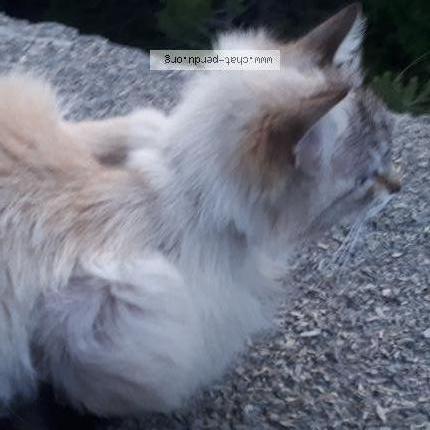 Photo 2/4 Minas Chat lost in Chorges