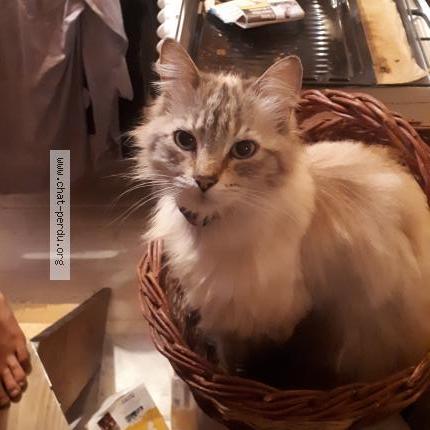 Photo 3/4 Minas Chat lost in Chorges