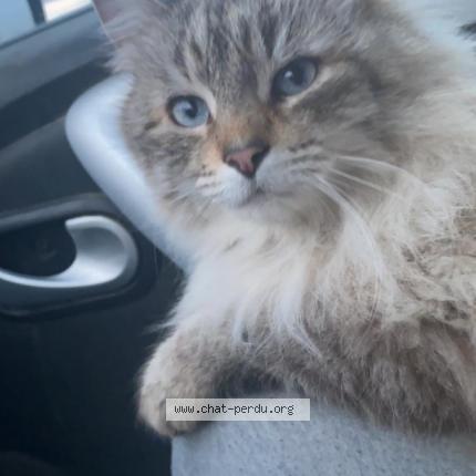 Photo 4/4 Minas Chat lost in Chorges