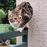 Picture of cat lost at Villiers En Desoeuvre