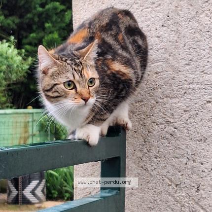 Photo 1/1 Kaly Chat lost in Villiers en desoeuvre