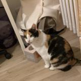 Picture of cat lost at Rennes