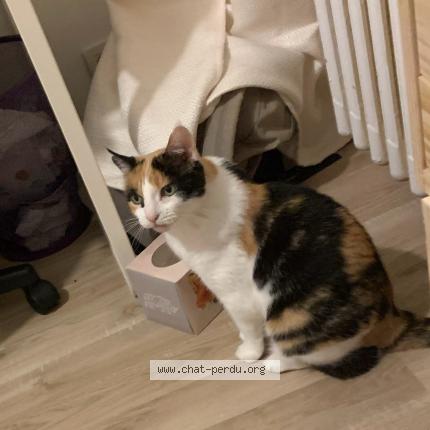 Photo 1/1 Châtaigne Chat lost in Rennes