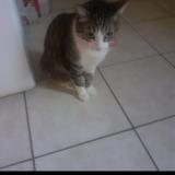 Picture of cat lost at Besancon