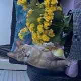 Picture of cat lost at Marseille