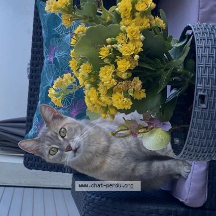 Photo 1/1 Angel Chat lost in Marseille