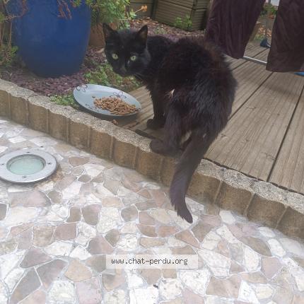 Picture of cat found at Savigny Sur Orge