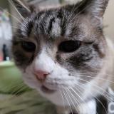 Picture of cat lost at Finhan