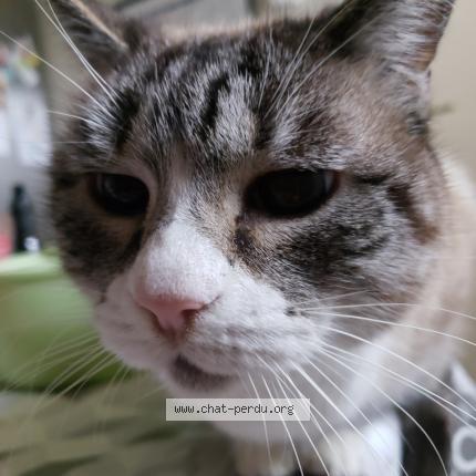 Photo 1/1 bella Chat lost in Finhan