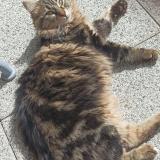 Picture of cat lost at Domene